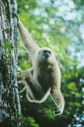 250px-Gibbon.jpg