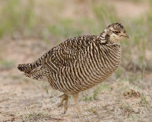 Lesser-prairie-chicken-femals.jpg