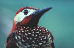 250px-Crimson-mantled woodpecker.jpg