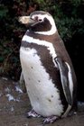 140px-Magellanic Penguin1.jpg