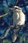 150px-Aa0803 kookaburra aus.jpg