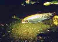 199px-Chum salmon.jpg