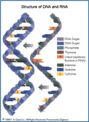 250px-Physiological-fig-3.gif