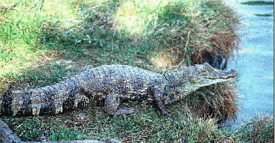 275px-Spectacled caiman.gif