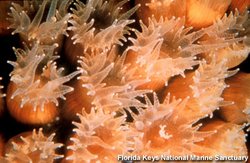 250px-Coral polyps.jpg