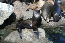 260px-California Sea lion2.jpg