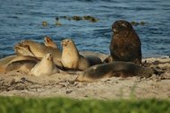 190px-New Zealand sea lion 1.jpg