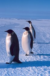 250px-Emperor penguins.jpg
