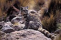 199px-Andean cat.jpg