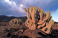 The Jandía cardon (Euphorbia handiensis), an important flagship plant species for the Mediterranean Basin Biodiversity Hotspot, can be found in the Natural Park of Jandía on the Canary Islands. (Source: Photograph by Francisco Márquez)