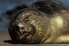 220px-Northern elephant seal 1.jpg