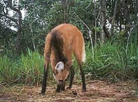 199px-Maned wolf.jpg