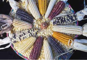 300px-Genetic diversity in maize.JPG