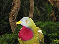 199px-Claret breasted fruit dove.jpg