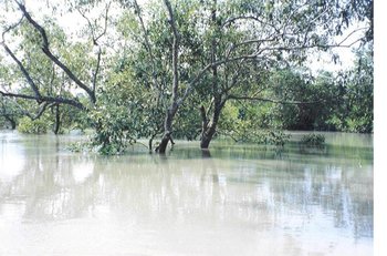 350px-Sundarbans at high tide.JPG