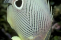 800px-Chaetodon capistratus2.jpg