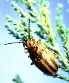 Biological control beetles.jpg