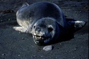 180px-Leopard Seal 1.jpg