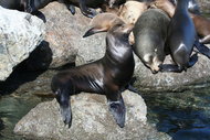 190px-California Sea lion2.jpg