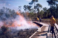 200px-Weeks Bay Reserve fire.jpg