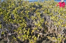 Northwest Mexican Coast mangroves