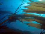 150px-Elk Kelp.jpg