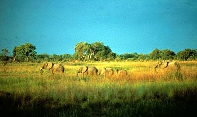 African-elephants--loxodonta-africana---manoro-gounda-st.-floris--central-african-republic.jpg