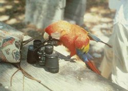 250px-Scarlet macaw.jpg