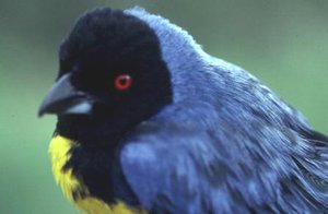 300px-Hooded mountain tanager.jpg