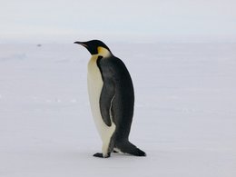 260px-Emperor Penguin1.jpg