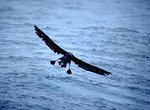 150px-Black-footed Albatross.jpg