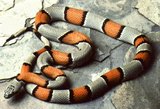 160px-Gray-banded kingsnake.jpg