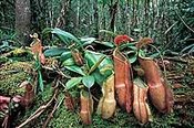 The carnivorous New Caledonia pitcher plant (Nepenthes vieillardii) represents the unique plant life in need of protection in this hotspot. (Source: © Jean-Paul Ferrero/<a href=%27http_/www.auscape.com.au/%27.html _fcksavedurl='http://www.auscape.com.au/' class='external text' title='http://www.auscape.com.au/' rel='nofollow'>Auscape</a>)