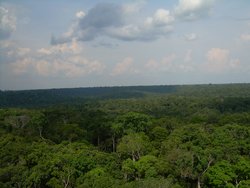 250px-Intact Amazon forest near Manaus.JPG