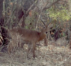 250px-Kob (Kobus kob), Senegal.jpg