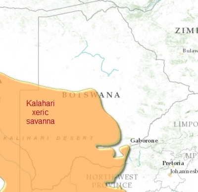 Botswana-kalahari-xeric-savanna.png.jpeg