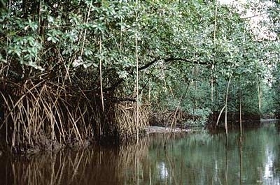 Ndian-river-delta--cameroon.jpg