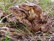 180px-Animals of bog landscapes.jpg