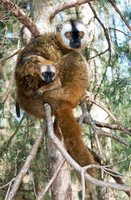 200px-Red-fronted brown lemur.jpg