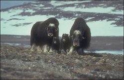 249px-Kalaallit Nunaat High Arctic Tundra 2.jpg