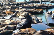 190px-California Sea Lions - Pier 39.jpg