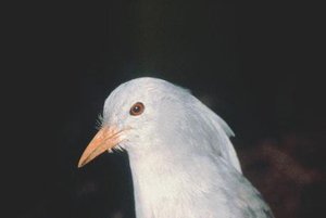 300px-Kagu.jpg