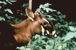 250px-Saola.jpg