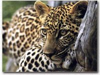 200px-Leopard.jpg