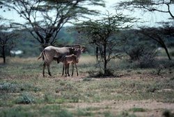 250px-Buffalo Springs National Reserve, Kenya.jpg