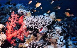 250px-Coral reef.jpg