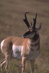 250px-Pronghorn antelope (Antilocapra americana), Montana, United States.jpg
