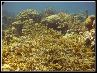 Coral dominated reef.jpg