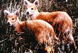 250px-Chinese water deer (Hydropotes inermis).jpg