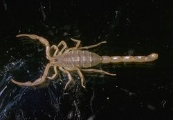 250px-Scorpion species.jpg